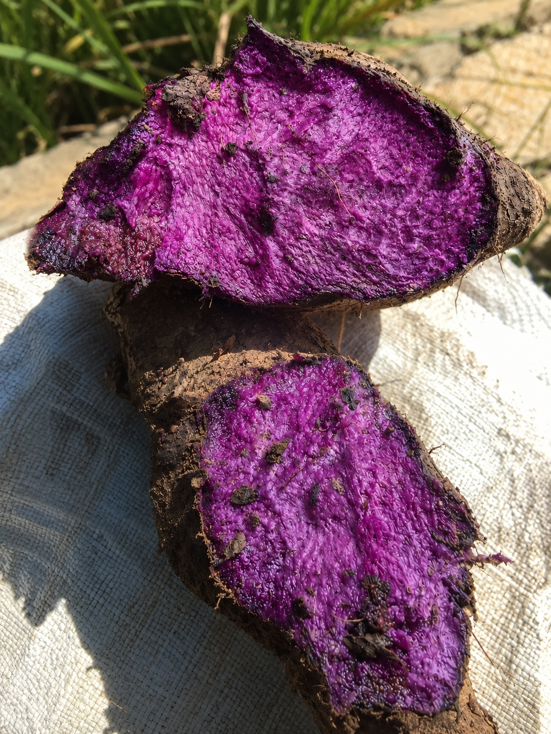 Freshly harvested ube tubers, one halved to reveal the violet flesh, resting on a sack in the field.